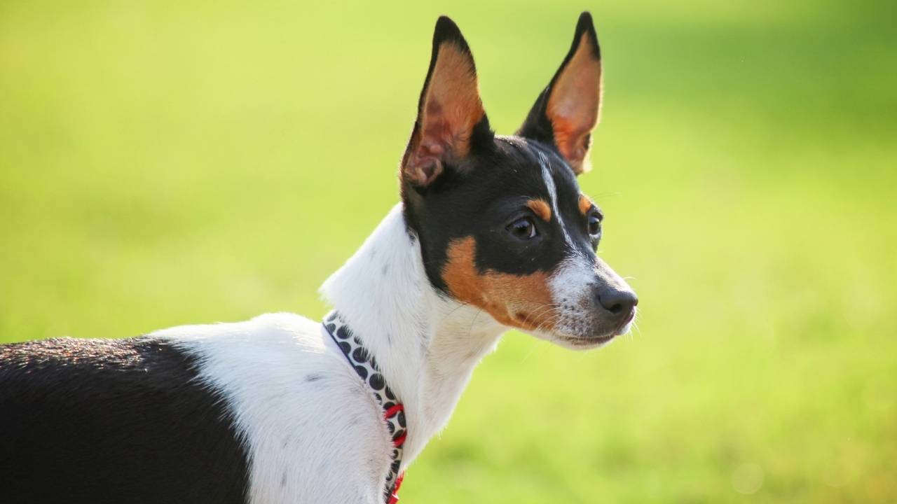 Rat Terrier