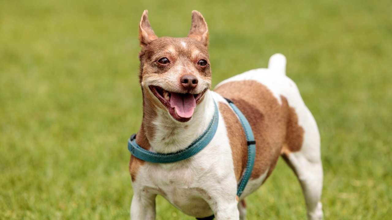 Rat Terrier