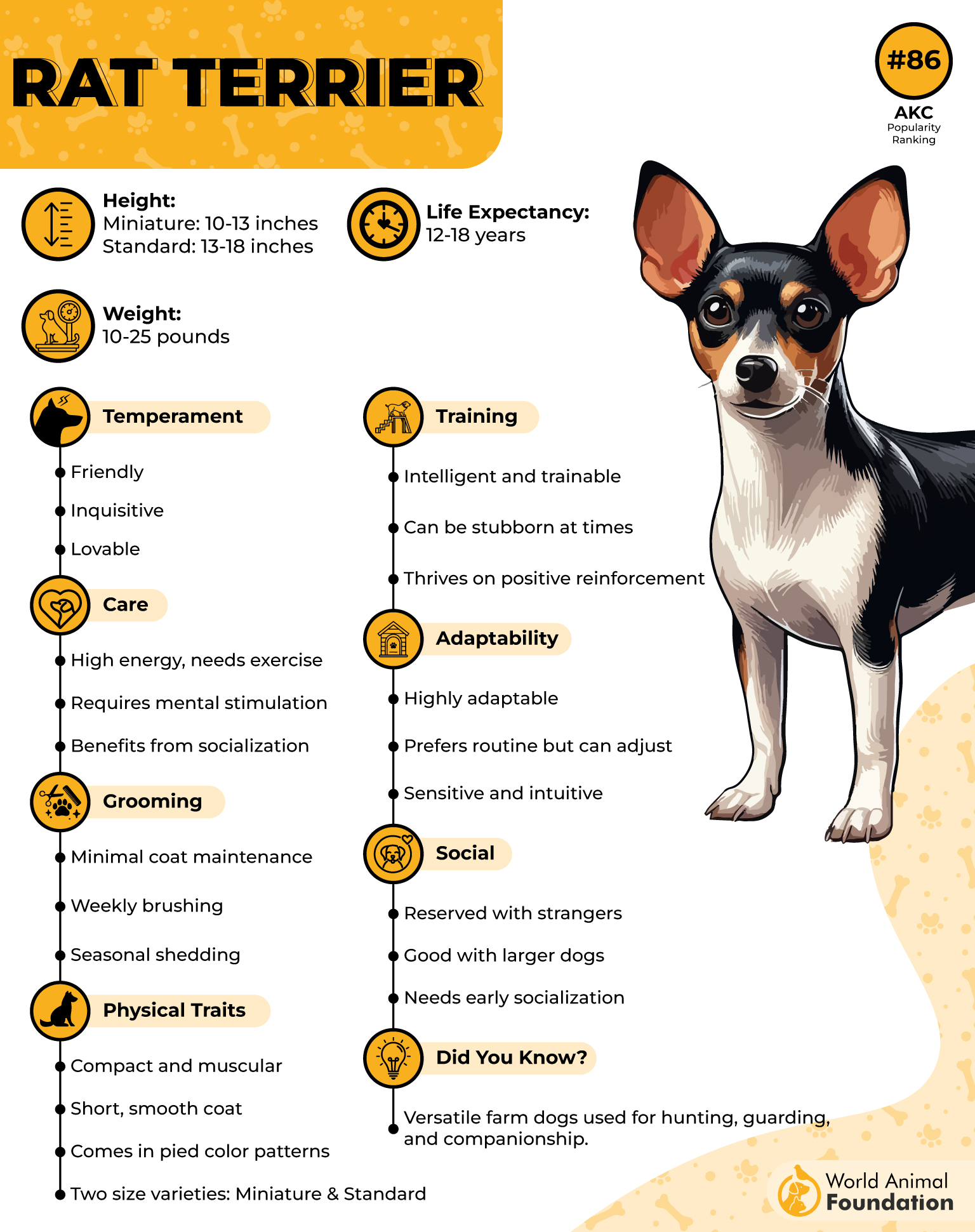 Rat Terrier Profile