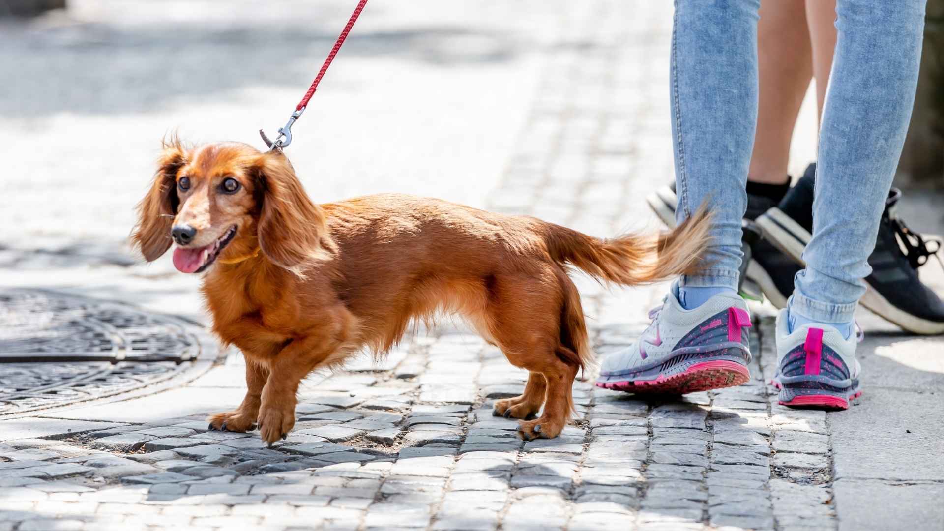 Red Dog Breeds