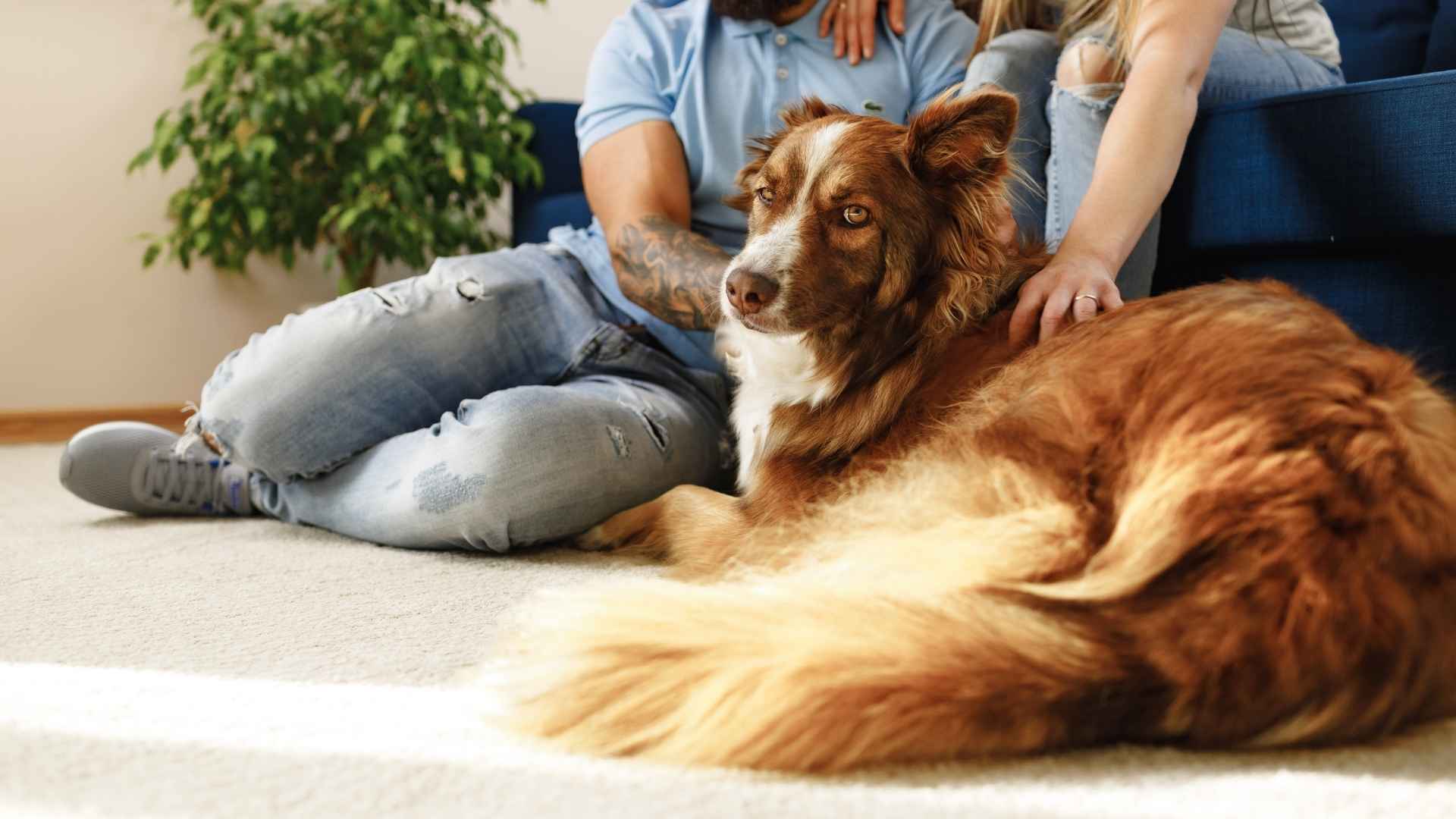 Red and White Dog Breeds for Your Family Companion