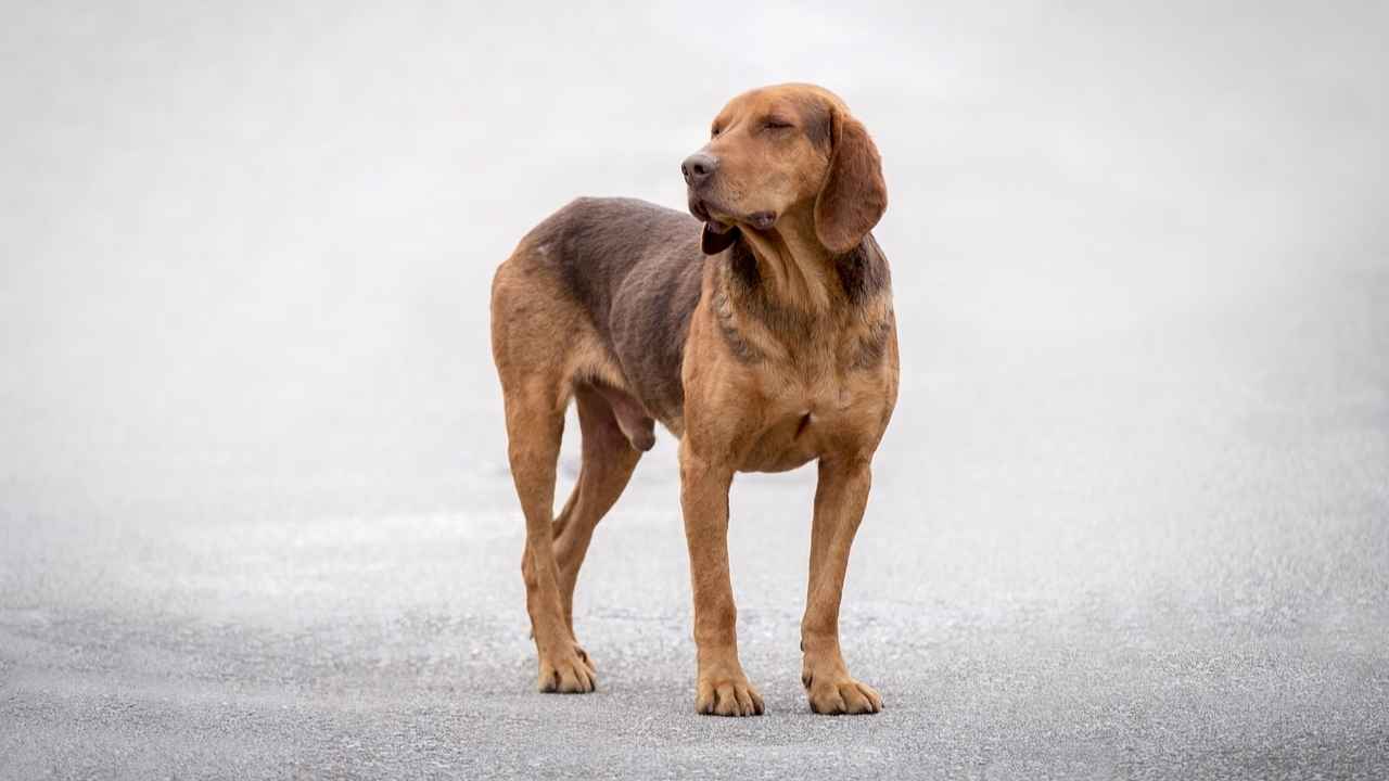 Redbone Coonhound