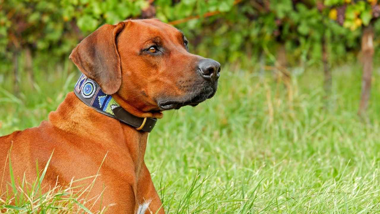 Rhodesian Ridgeback