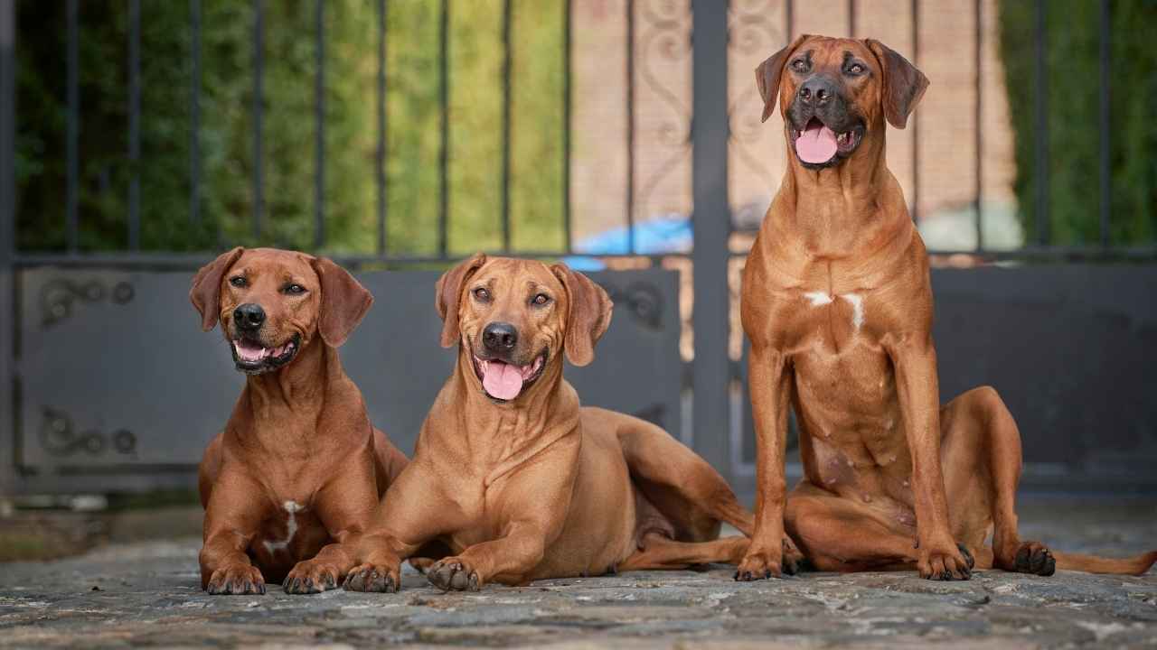 Rhodesian Ridgeback