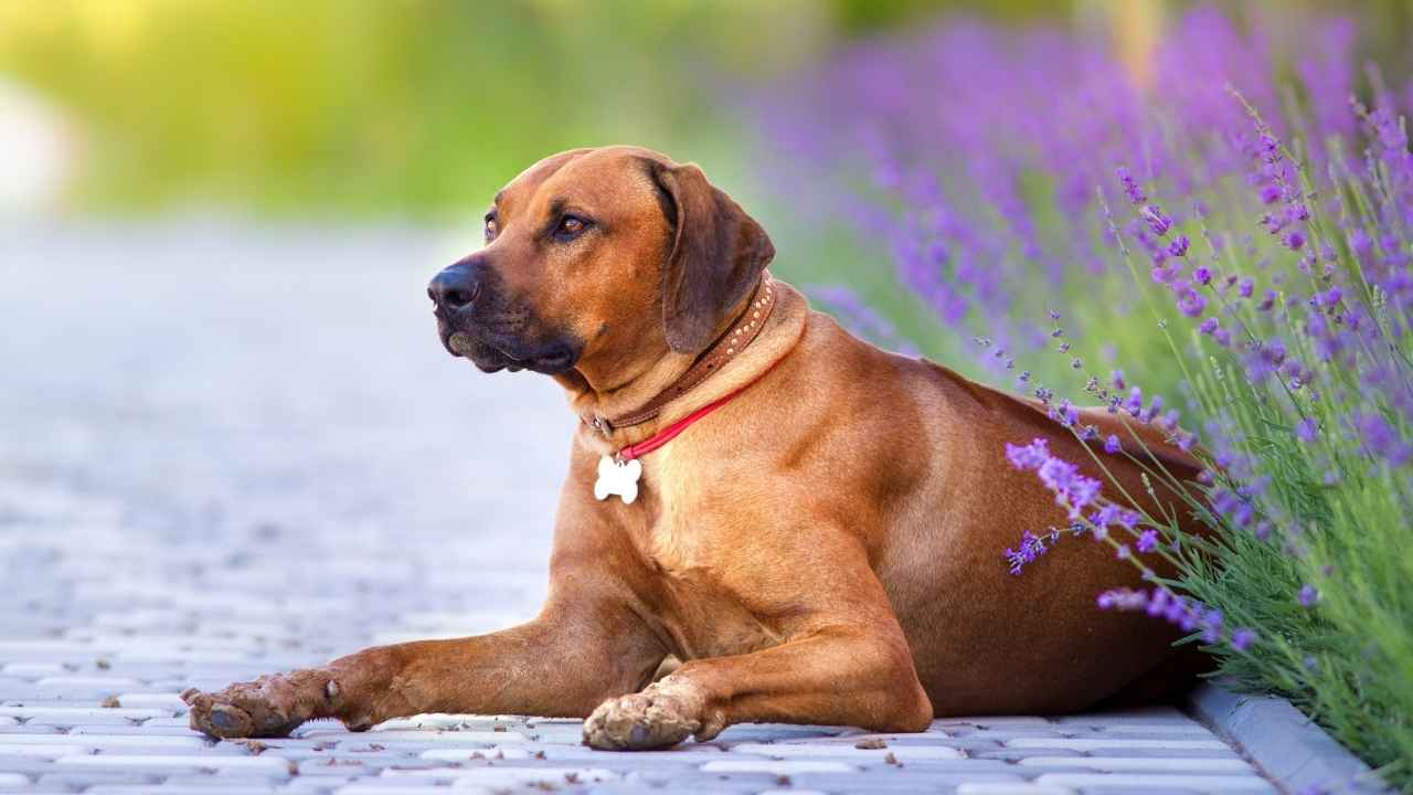 Rhodesian Ridgeback