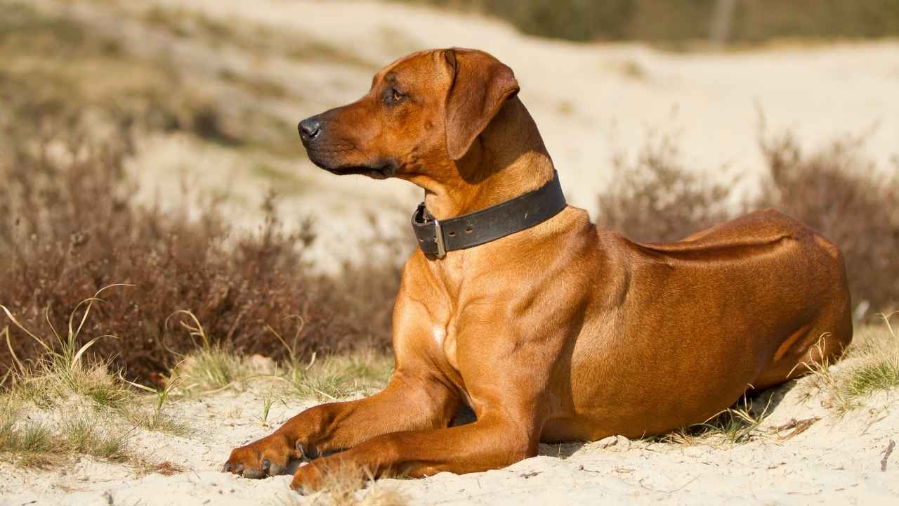 Rhodesian Ridgeback