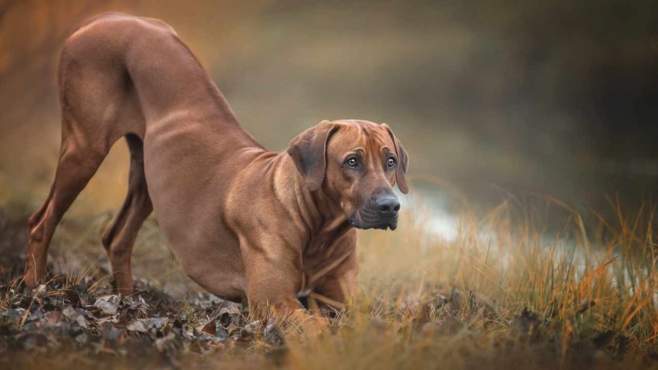 Rhodesian Ridgeback