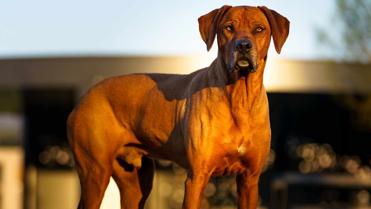 Rhodesian Ridgeback