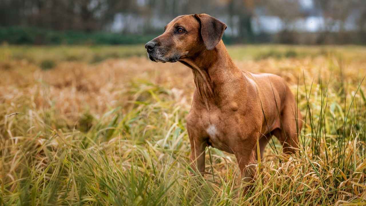 Rhodesian Ridgeback