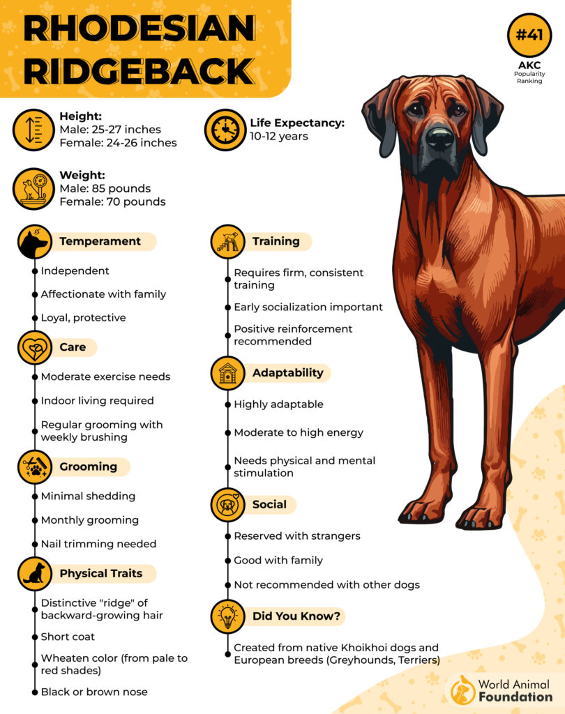 Rhodesian Ridgeback Breed Profile 01