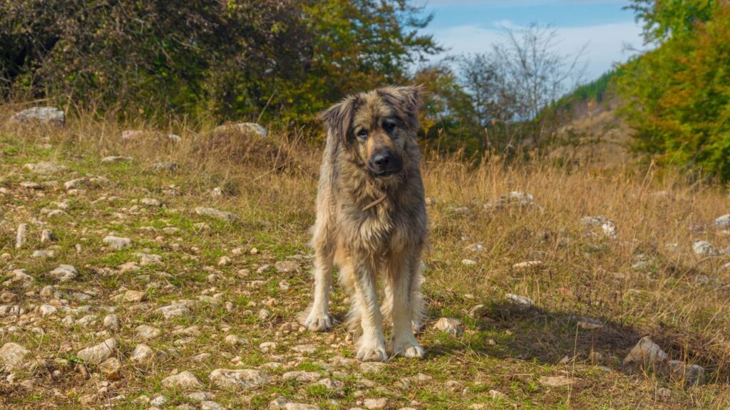 Romanian Mioritic Shepherd Dog