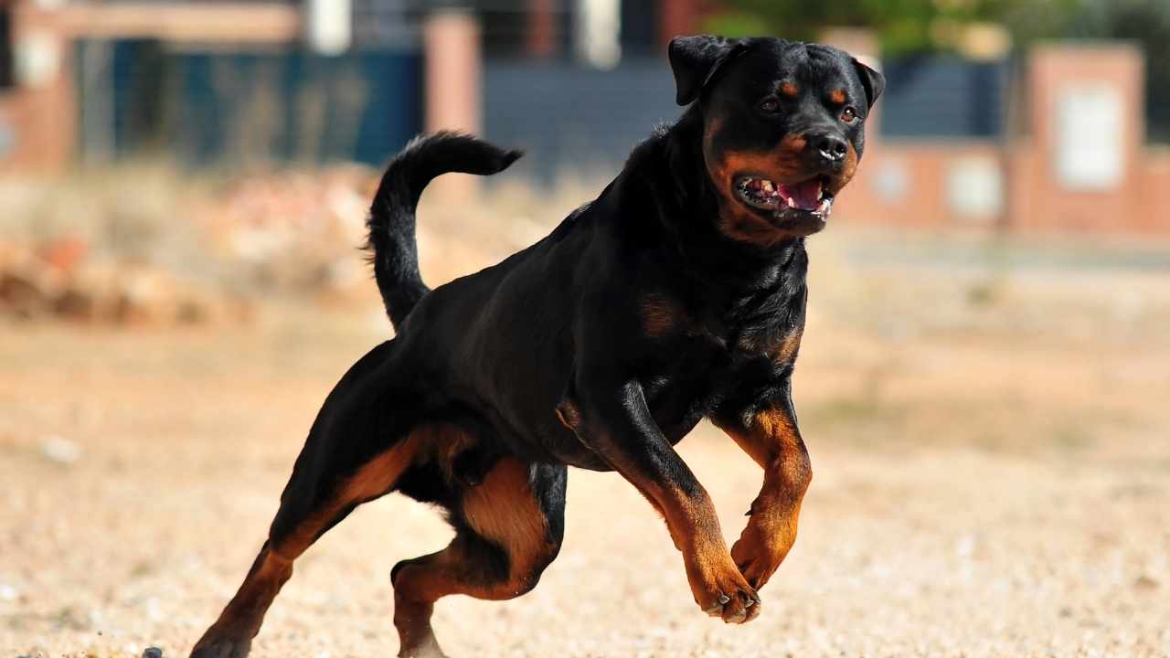 Rottweiler