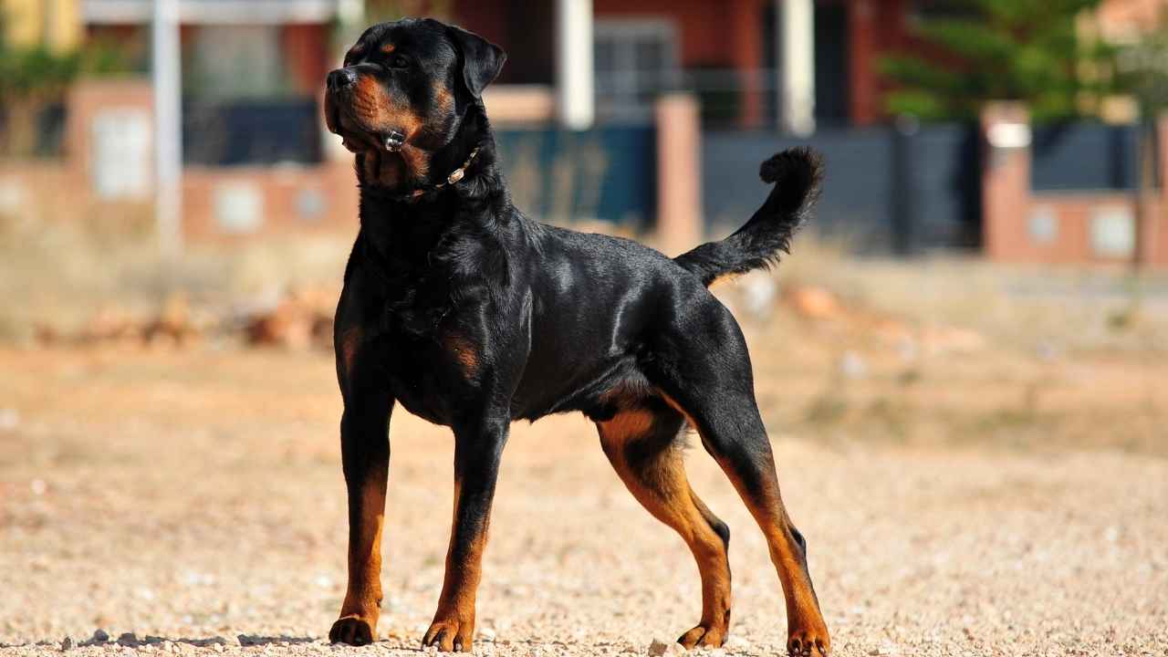 Rottweiler