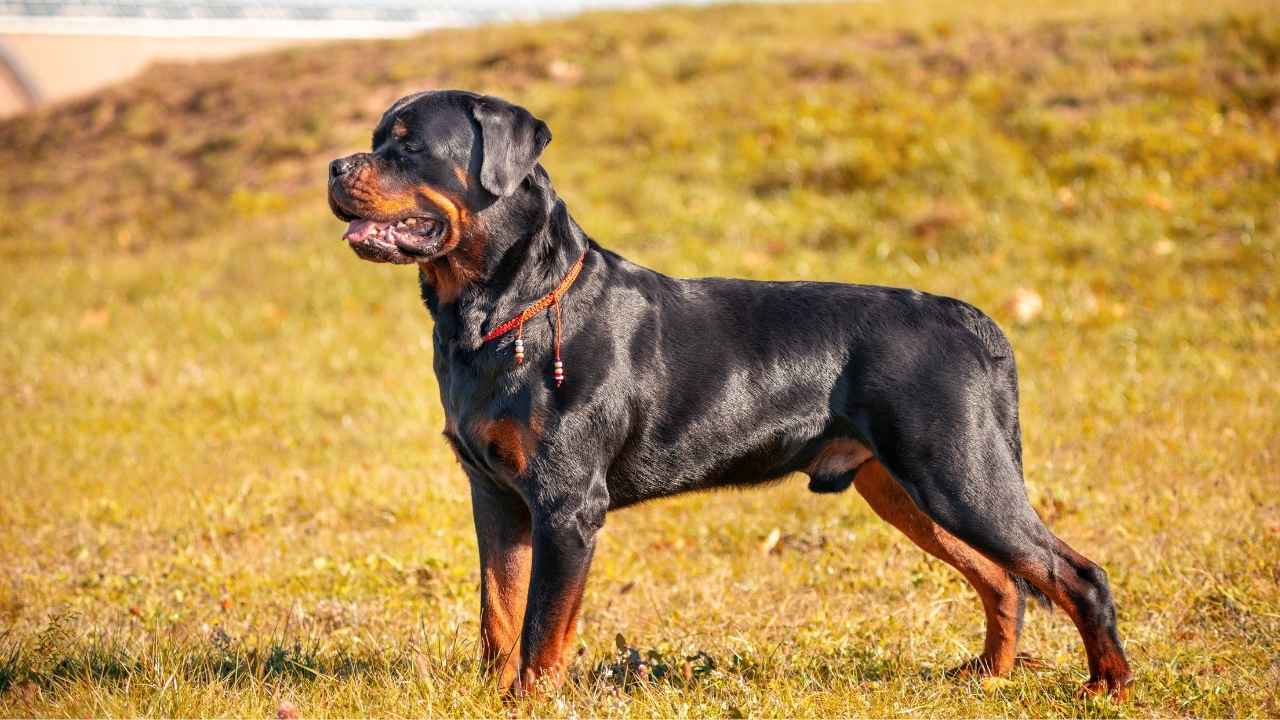 Rottweiler