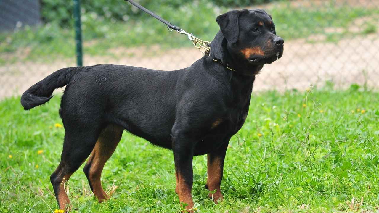 Rottweiler