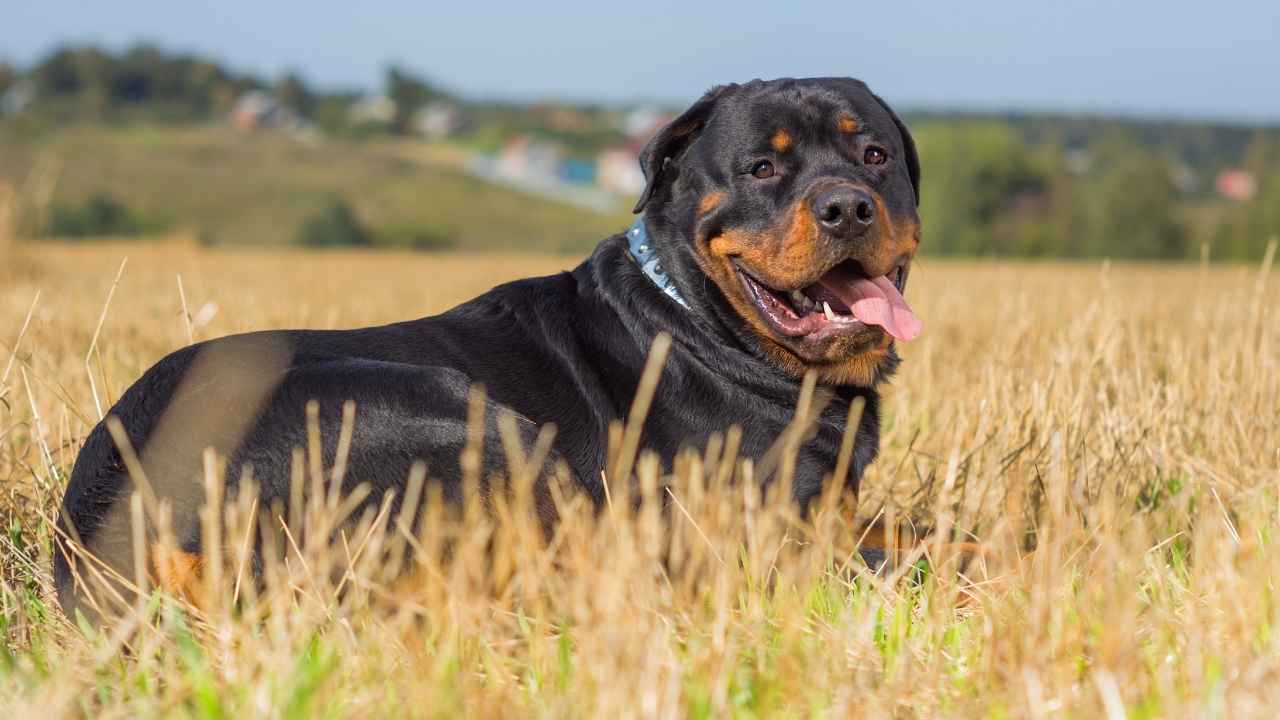 Rottweiler