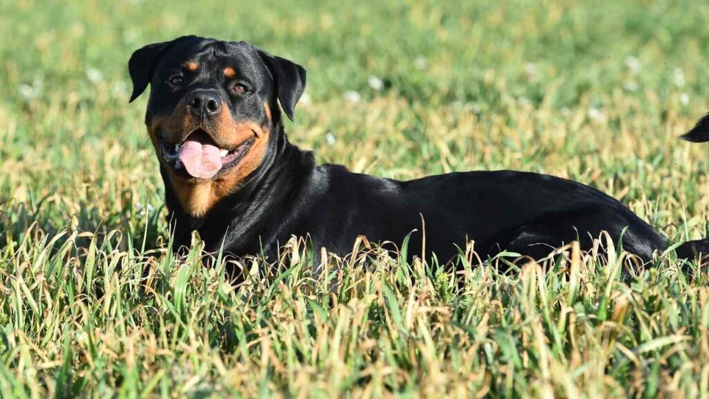 Rottweiler