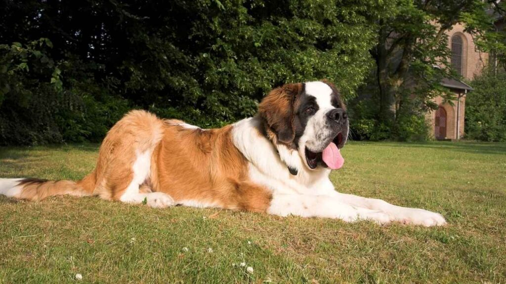 Saint Bernard