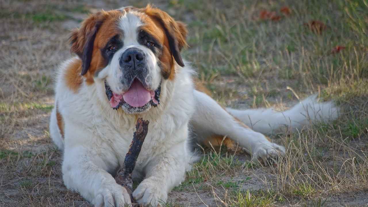 Saint Bernard