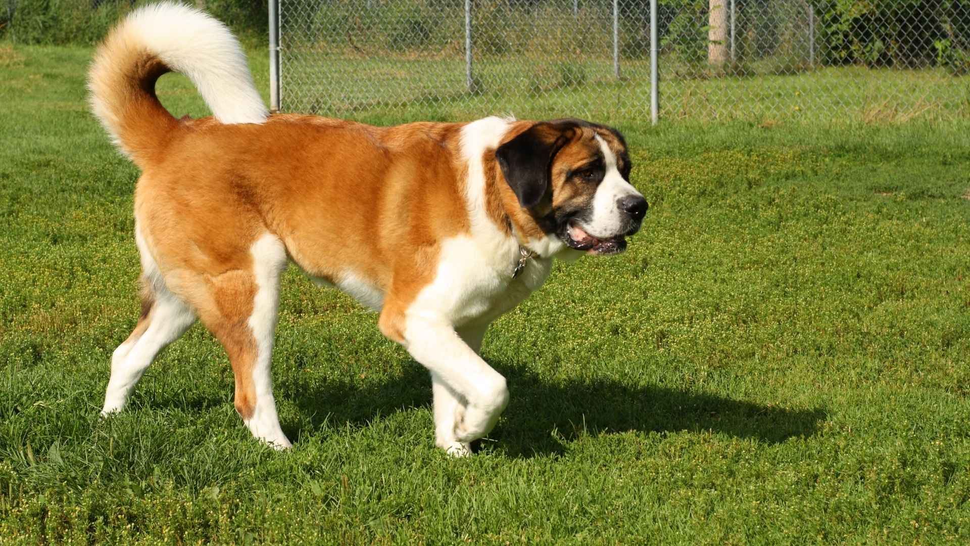 Saint Bernard