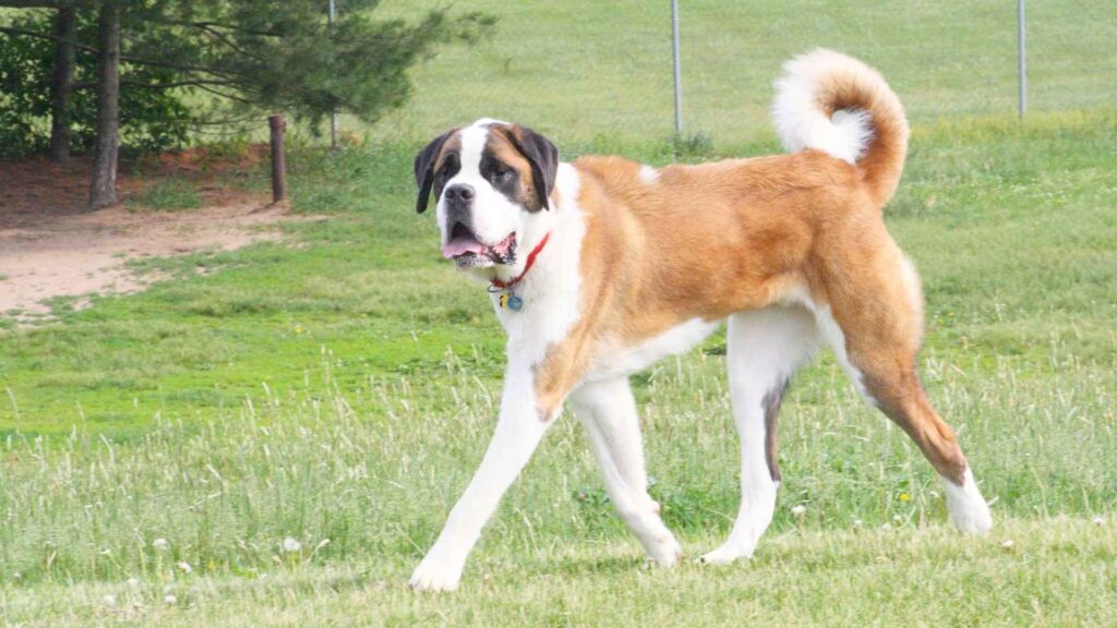 Saint Bernard