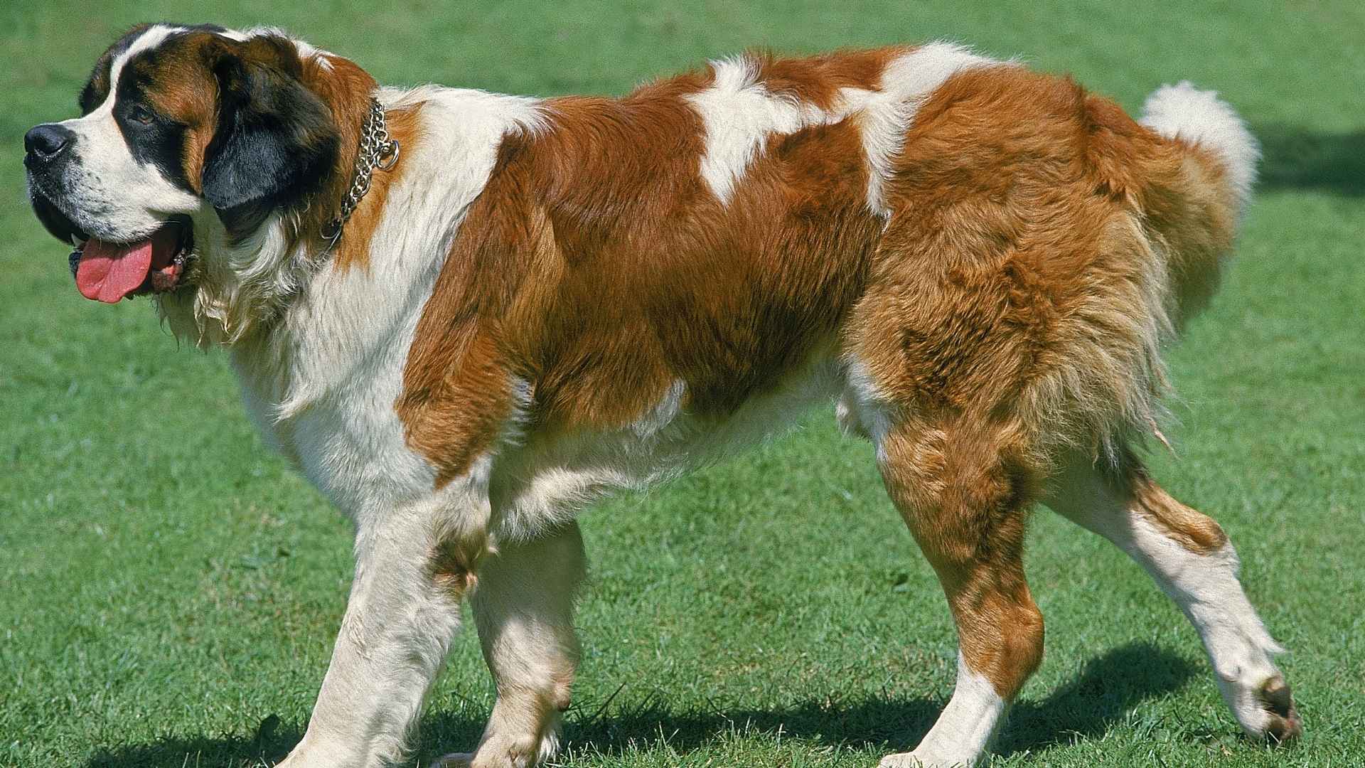 Saint Bernard