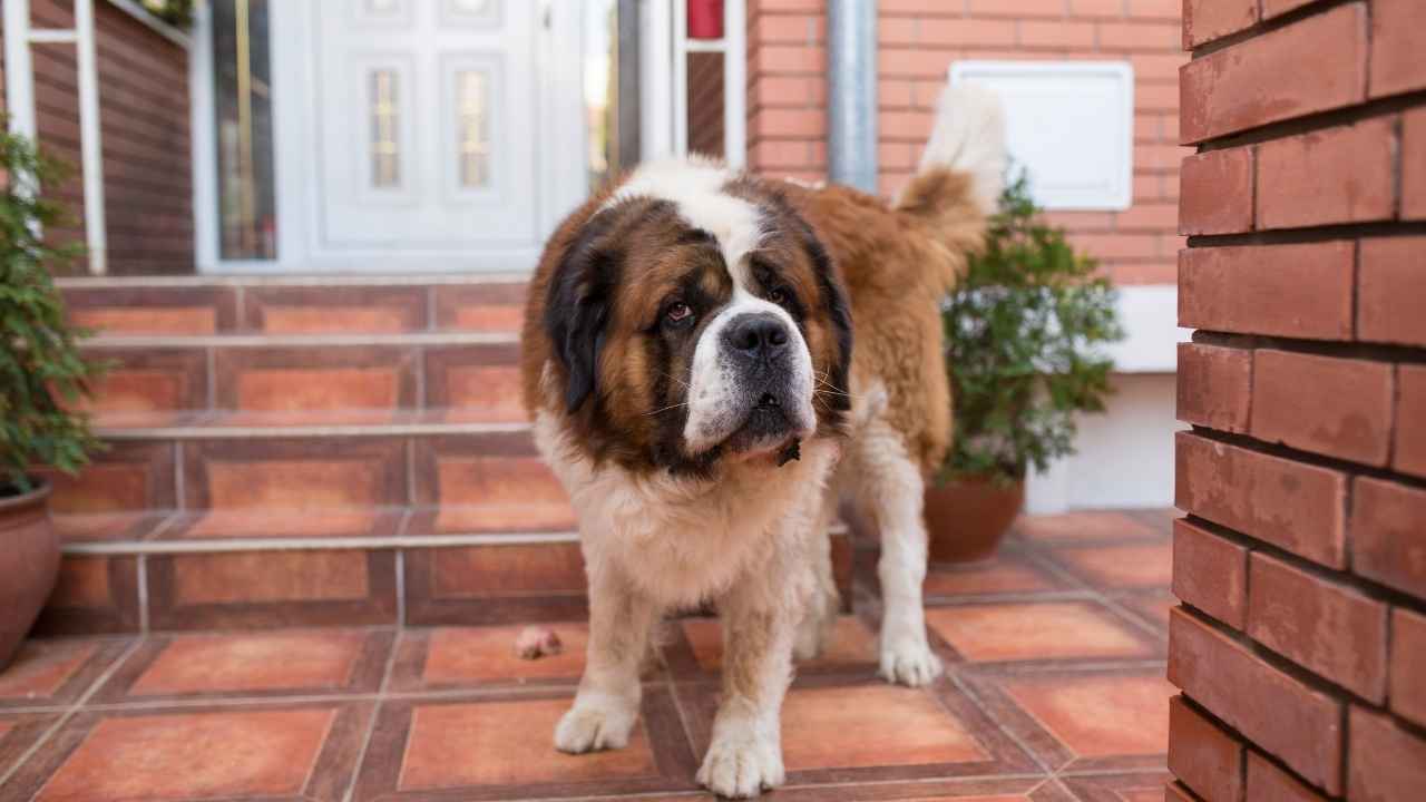 Saint Bernard