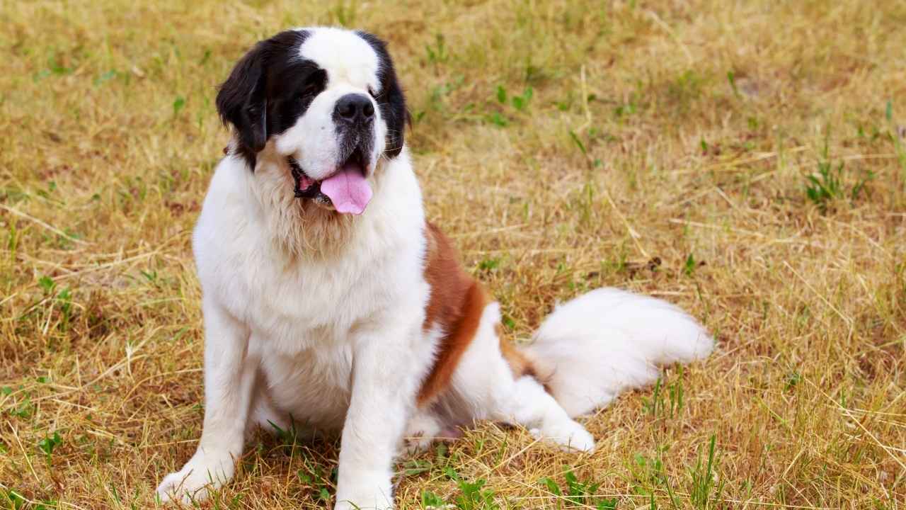 Saint Bernard