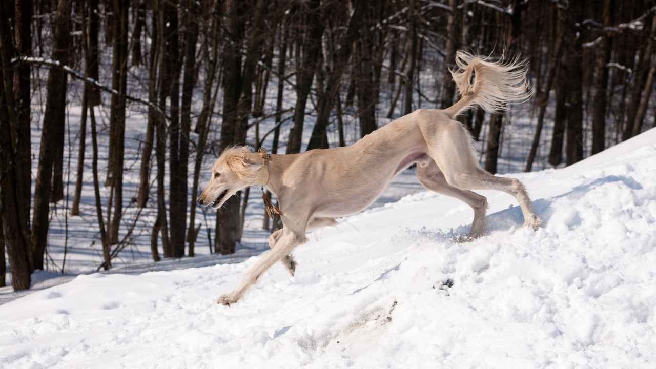 Saluki