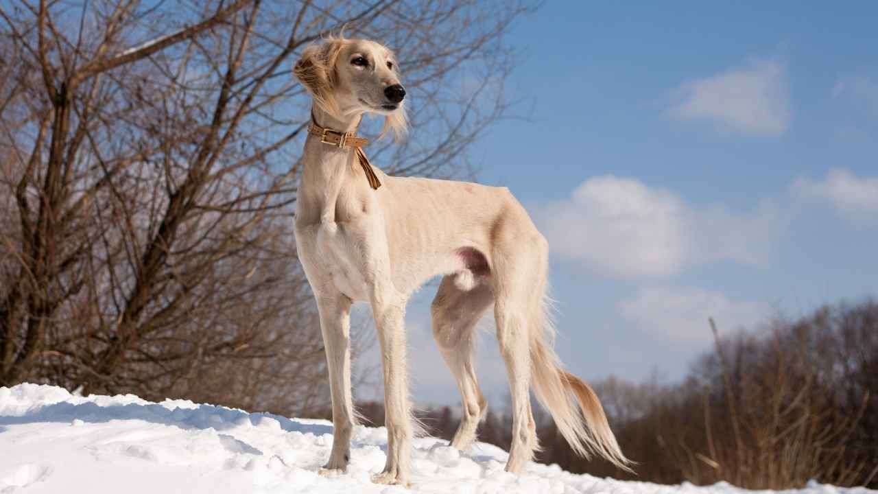 Saluki