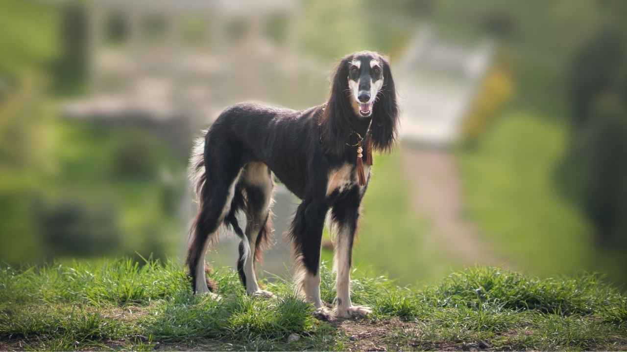 Saluki