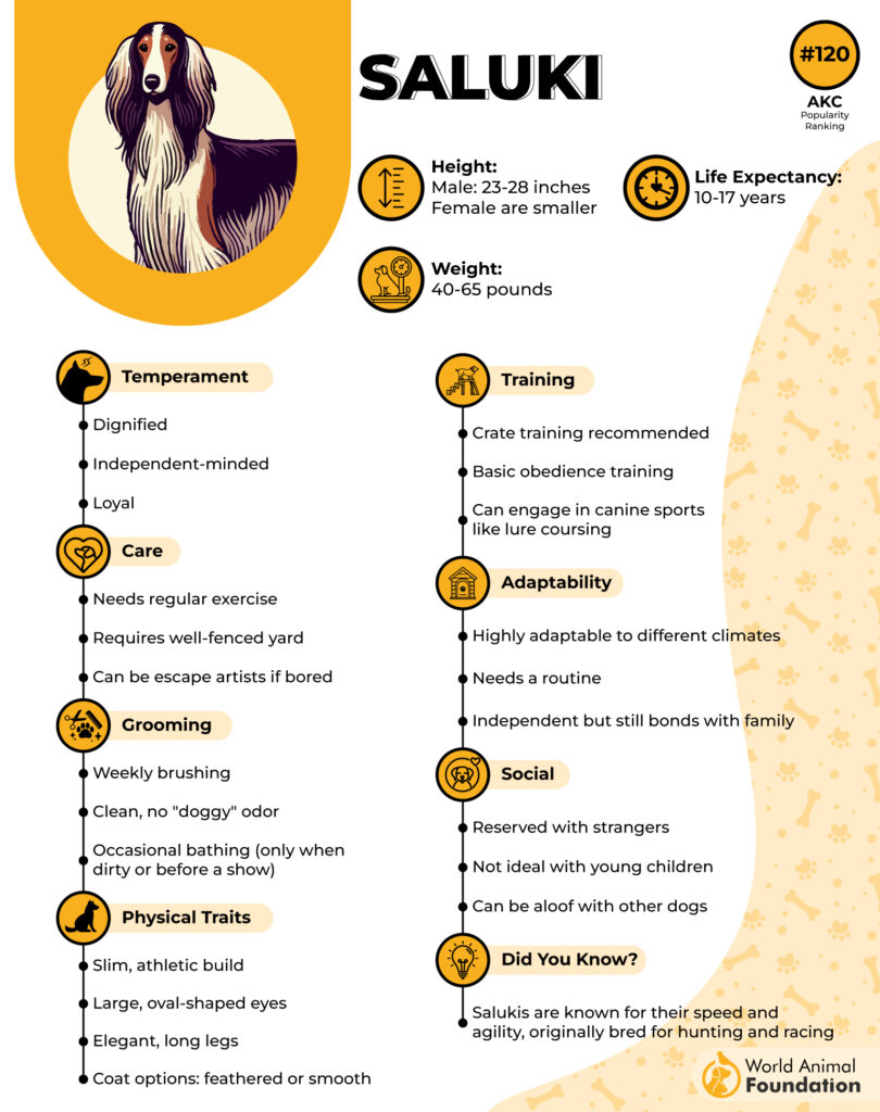 Saluki Breed Profile 01