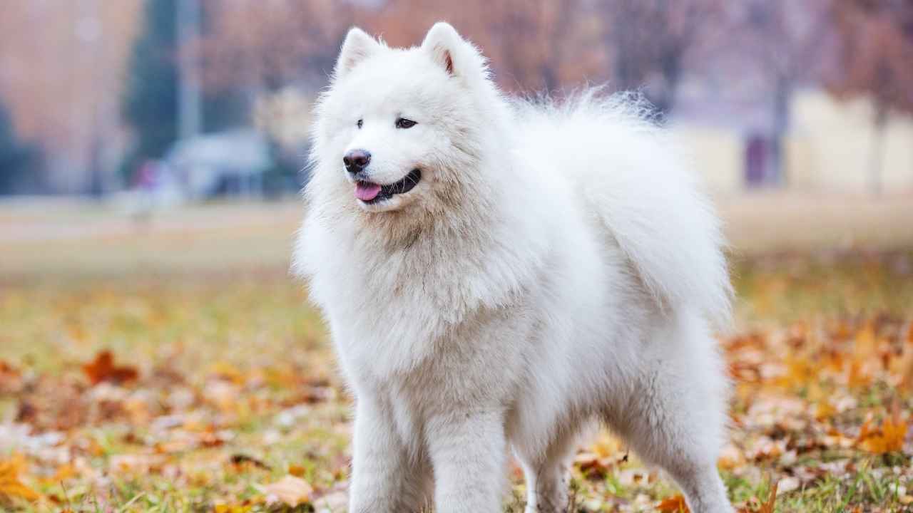 Samoyed