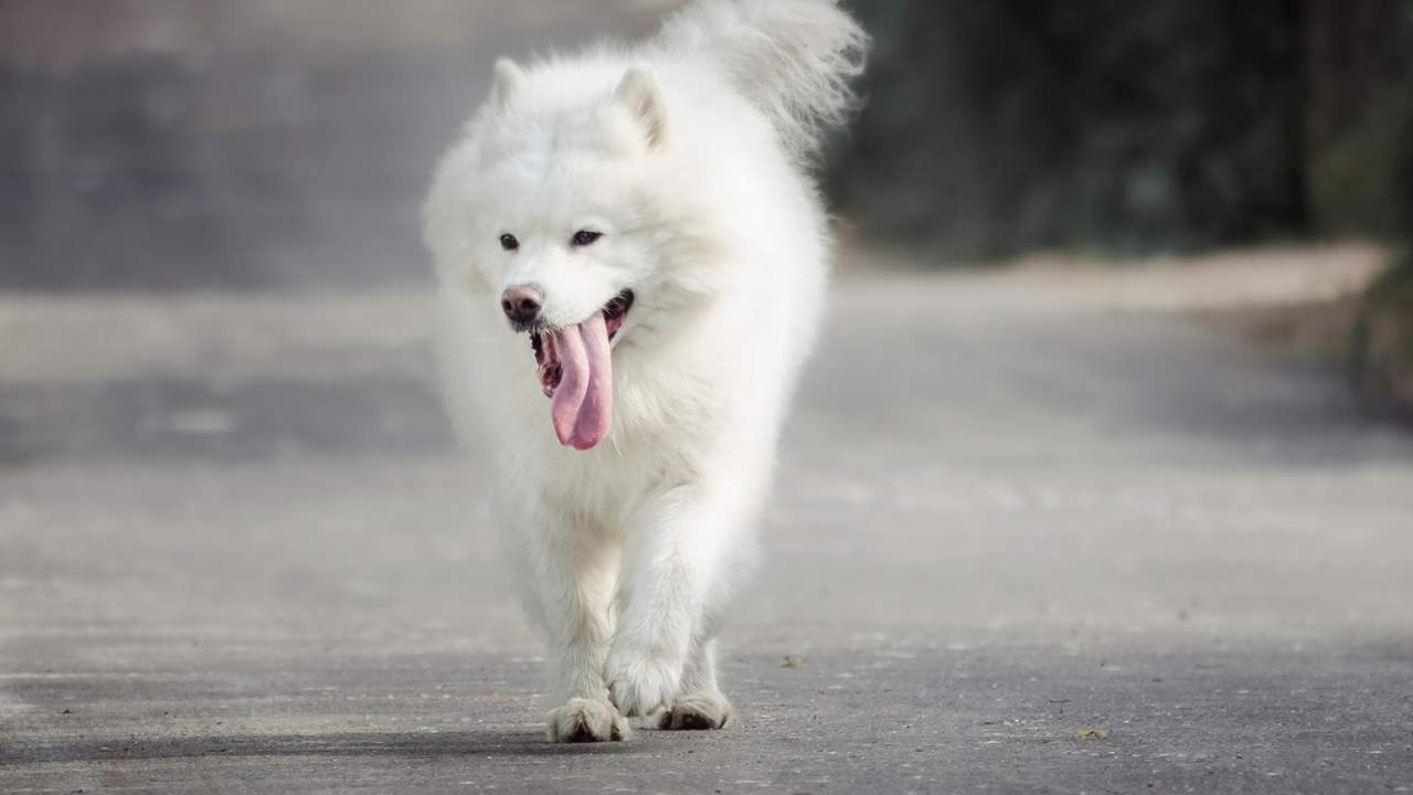 Samoyed