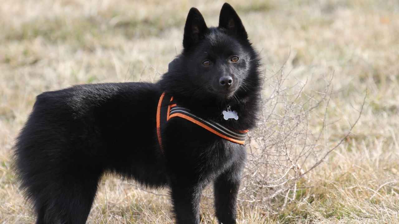 Schipperke