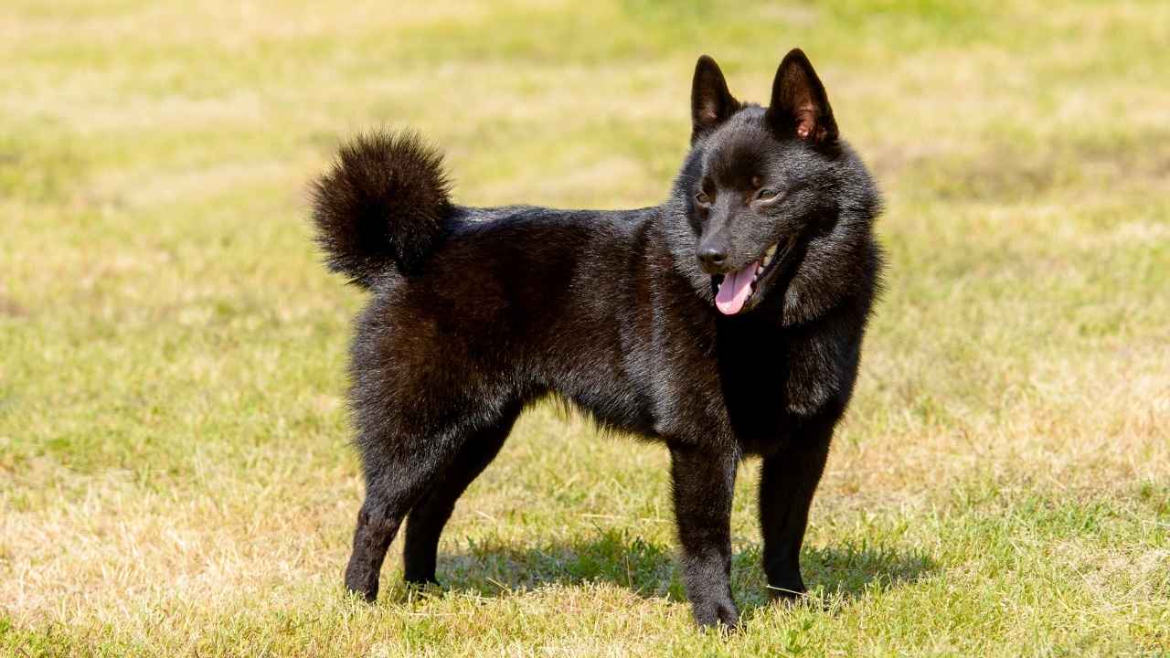 Schipperke