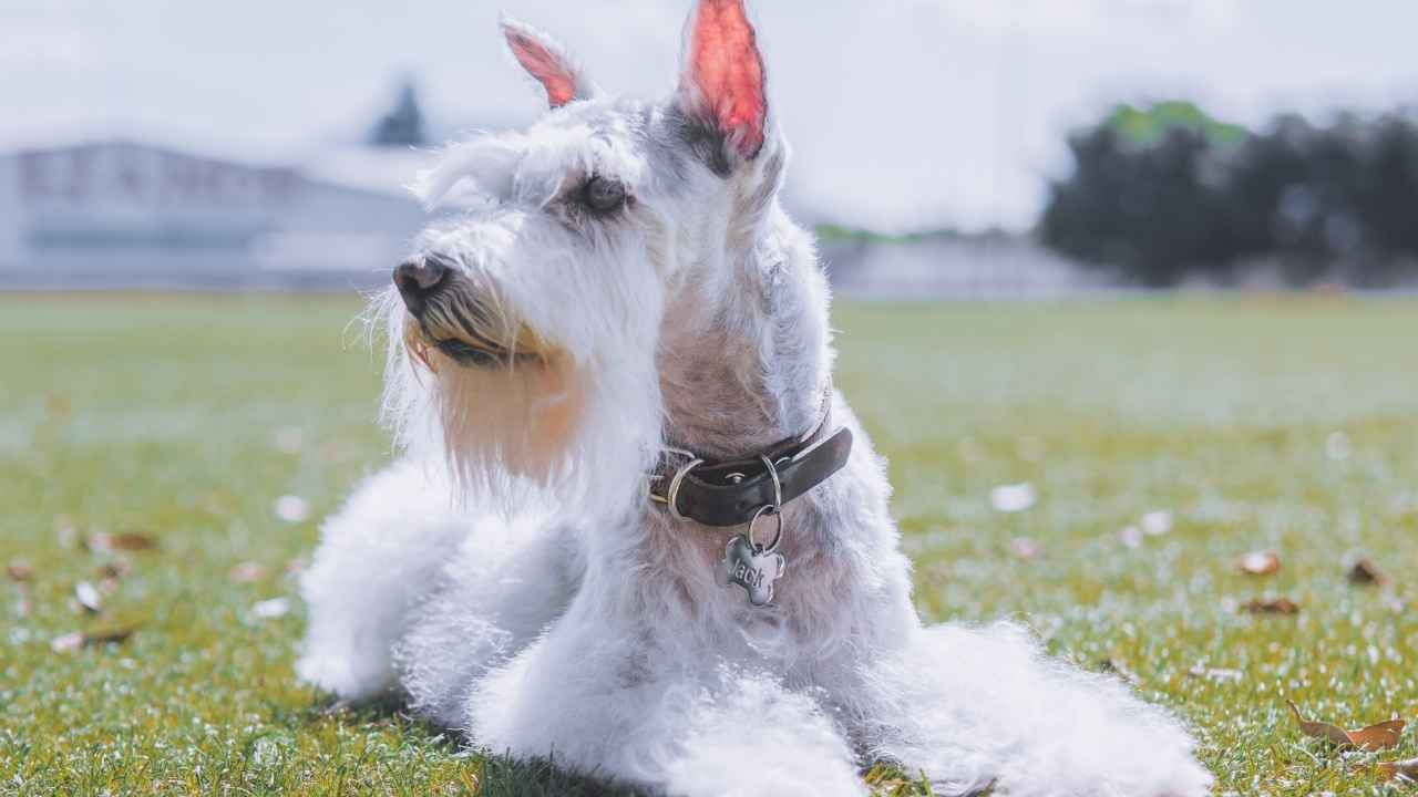 Schnauzer