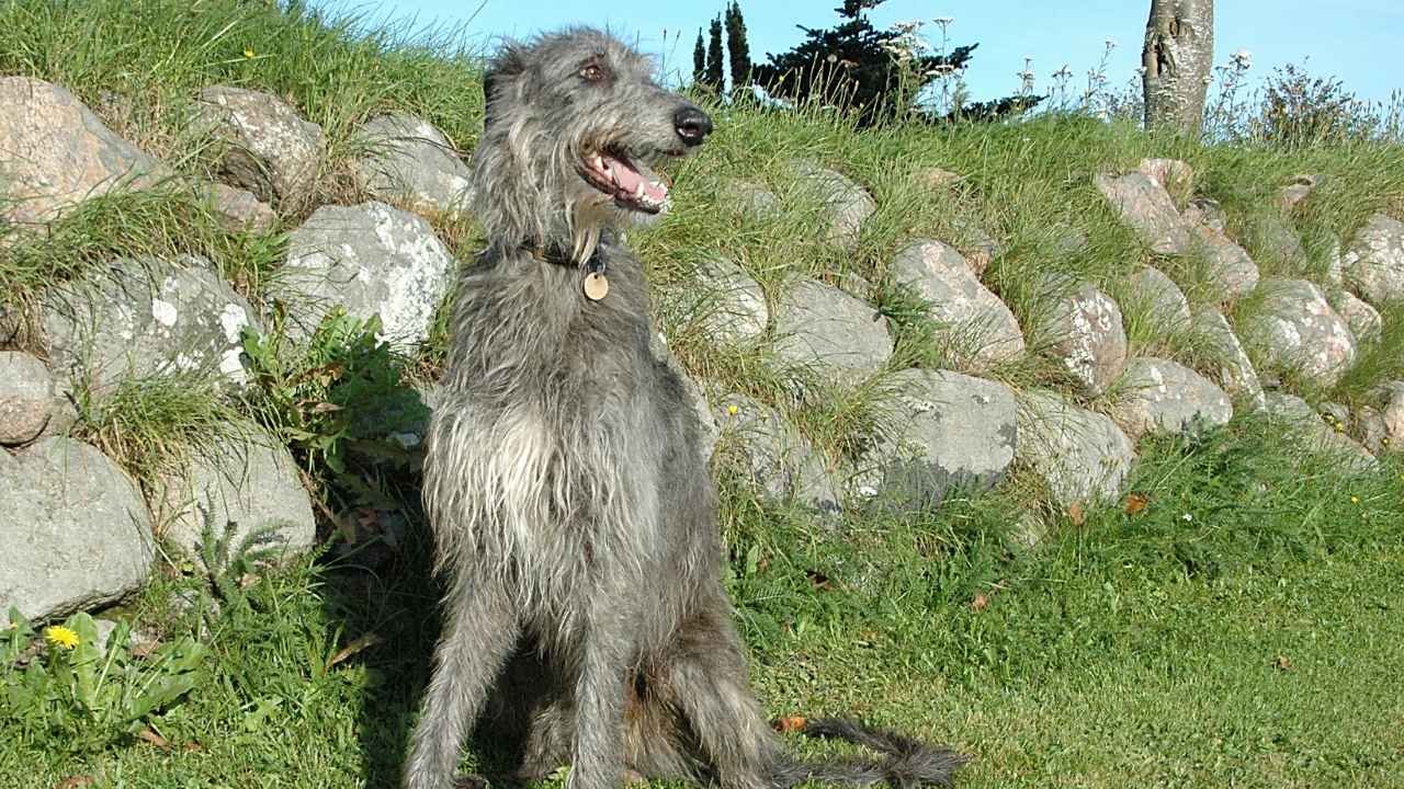 Scottish Deerhound