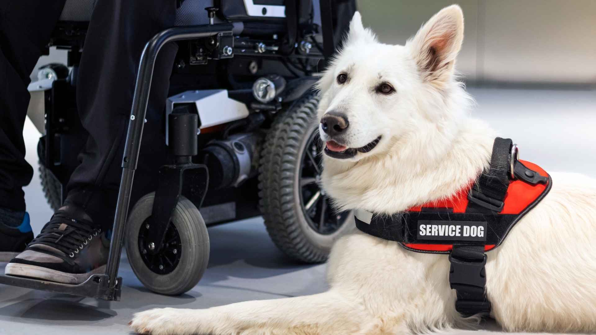 Service Dog