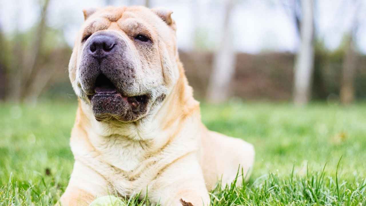 Shar Pei