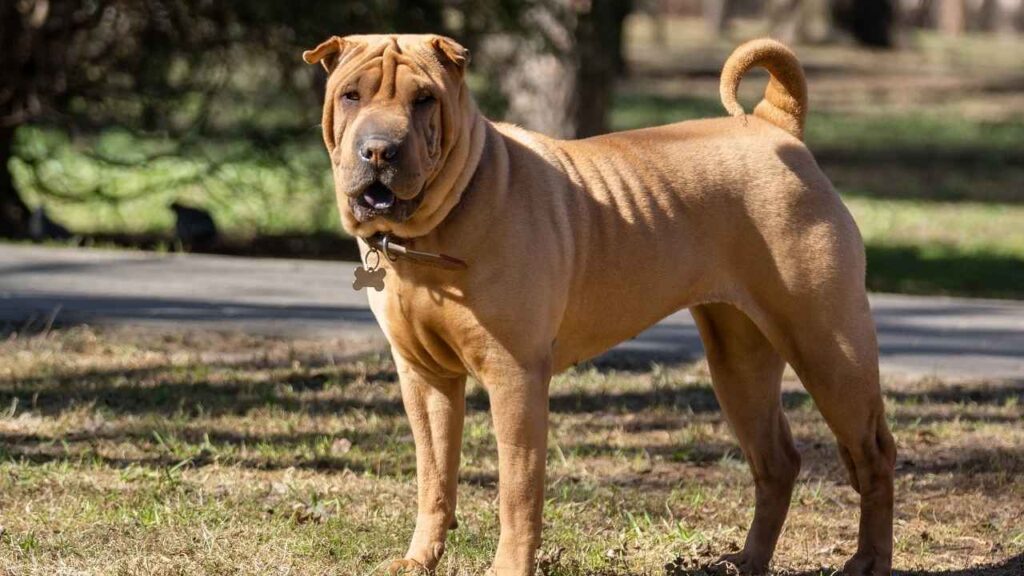 Shar-Pei