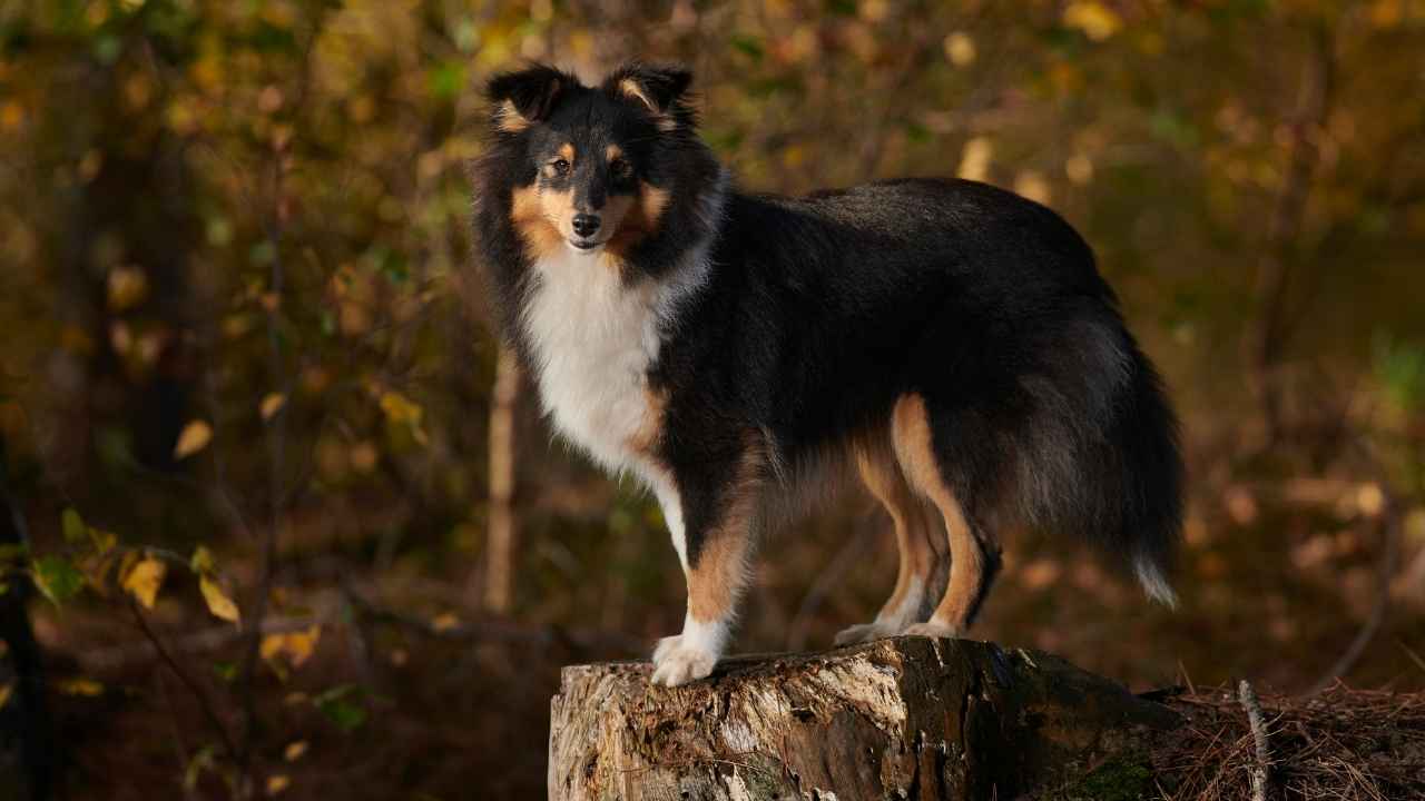 Shetland Sheepdog