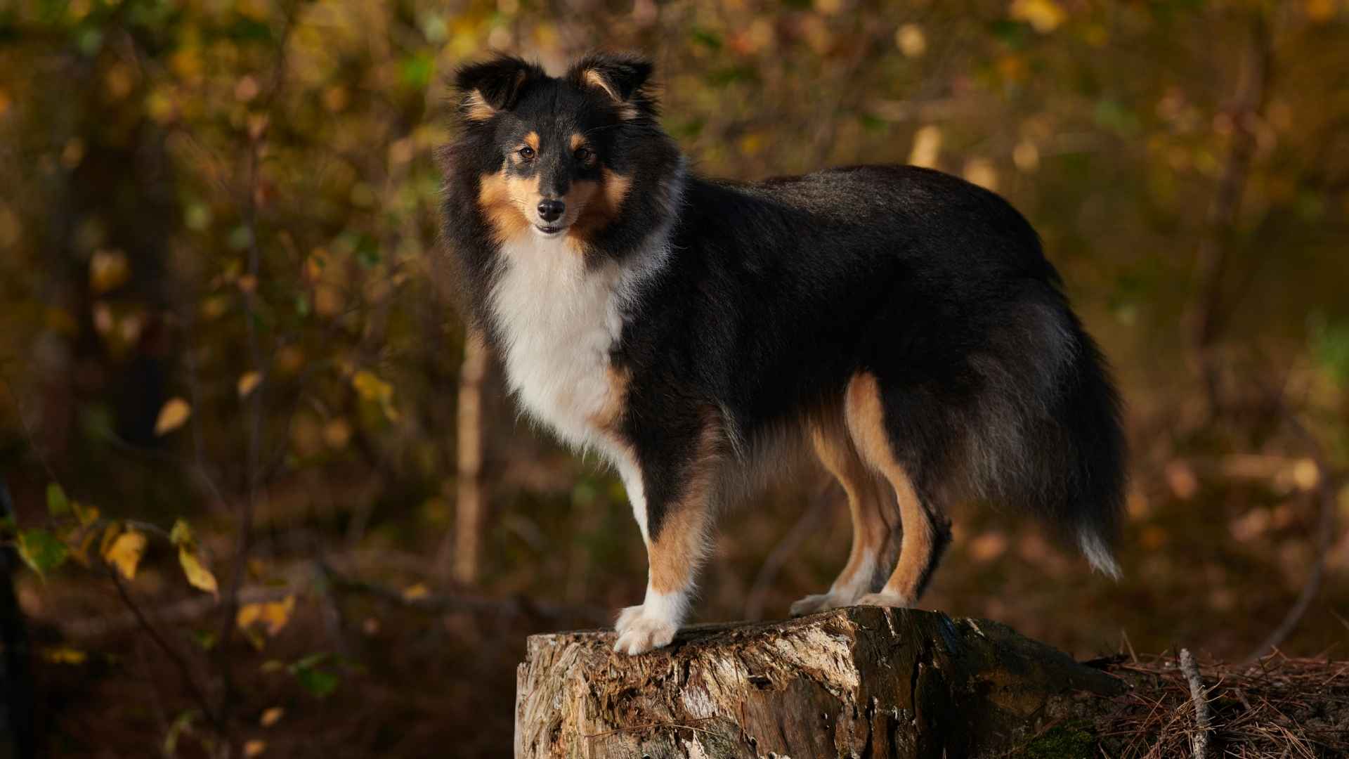 Shetland Sheepdog