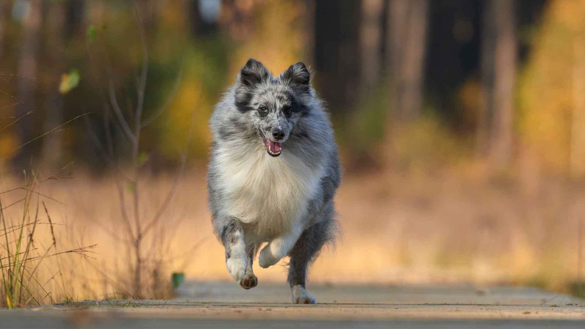 Shetland Sheepdog