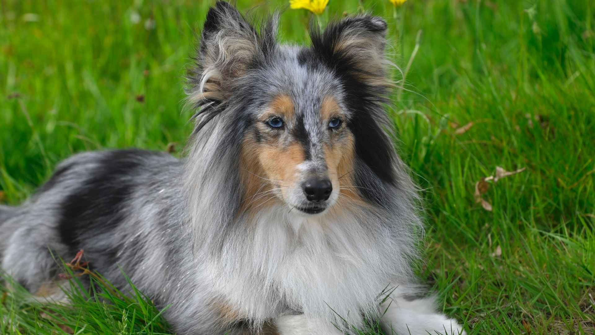 Shetland Sheepdog