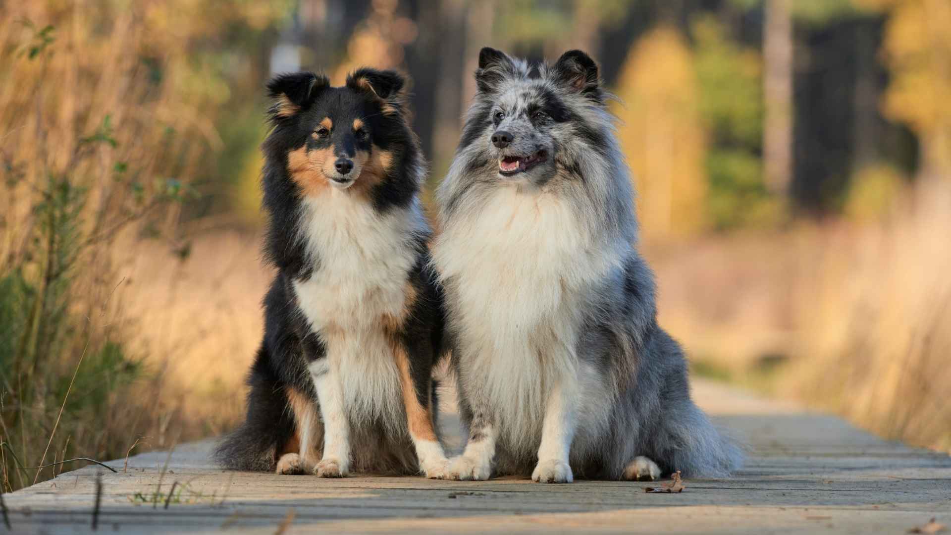 Shetland Sheepdog