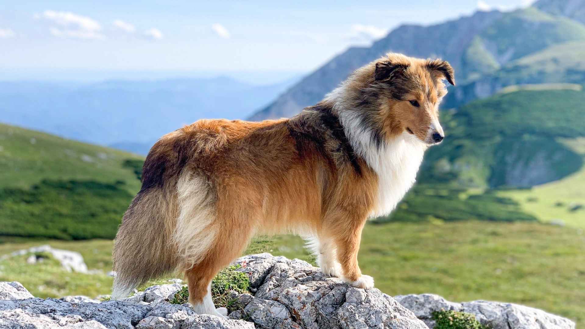 Shetland Sheepdog