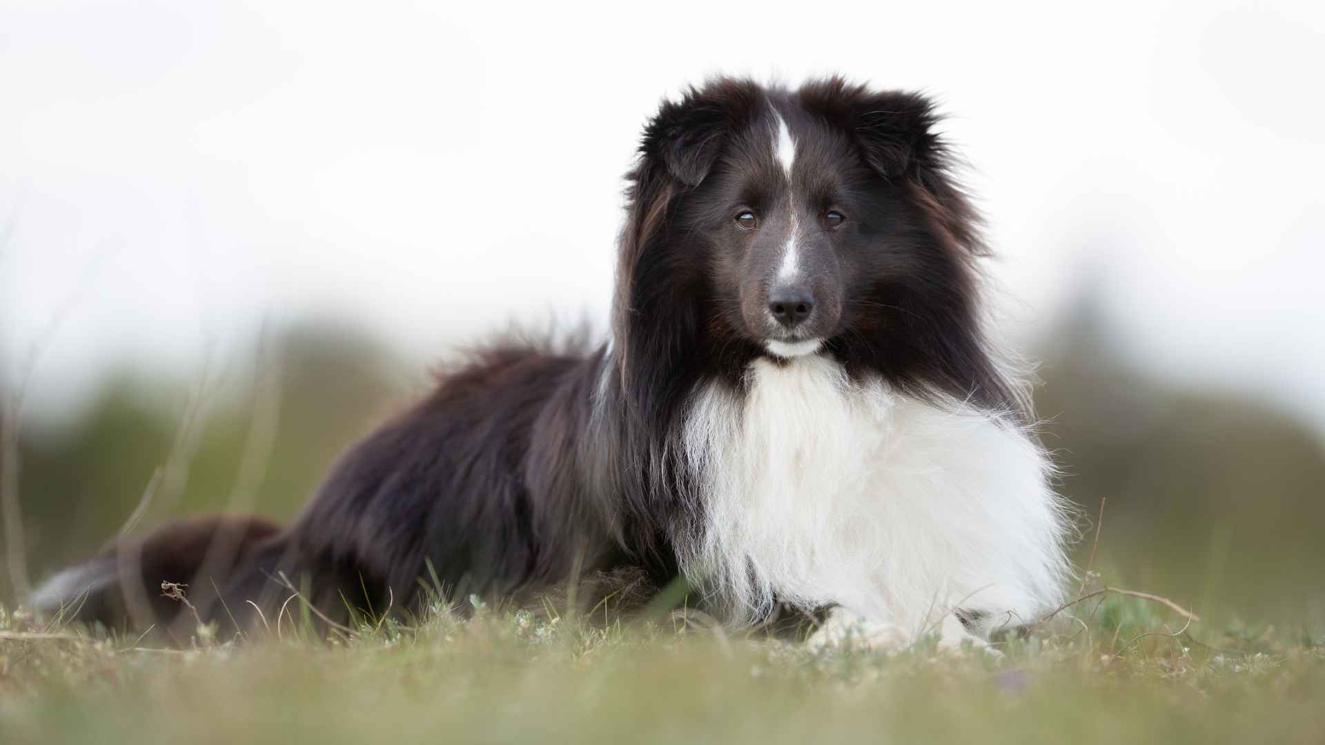 Shetland Sheepdog