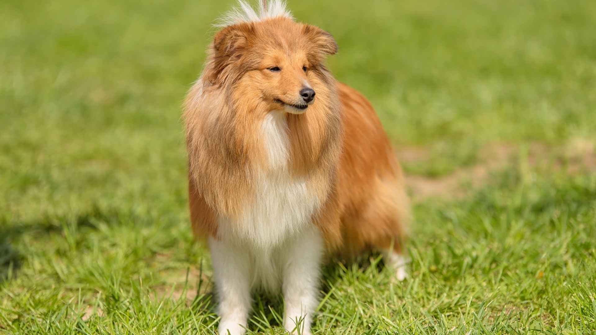 Shetland Sheepdog