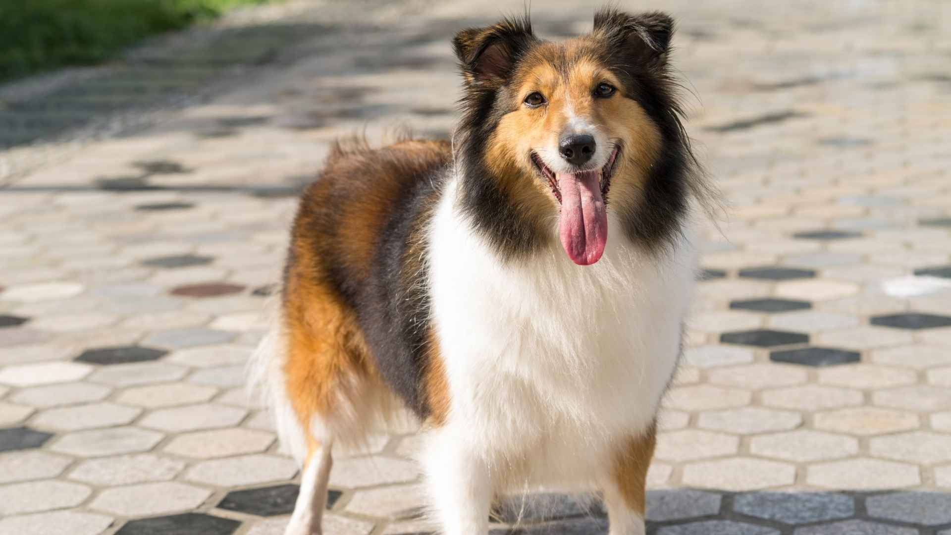 Shetland Sheepdog